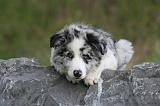 BORDER COLLIE 1493